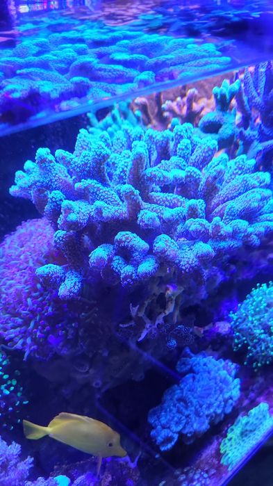 Sprzedam koralowca SPS SERIATOPATA 20CM.