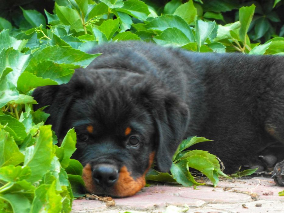 Щенки Ротвейлера! Широкогрудые красавцы мощного телосложения!