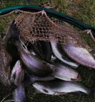 Pstrąg tęczowy - konsumpcyjny i narybek