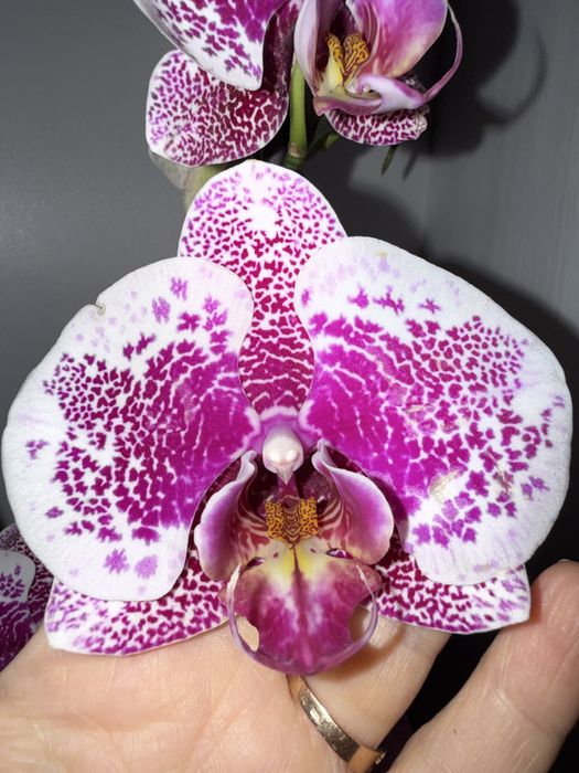 Орхідея Arwen, сортова орхідея, уцінка.