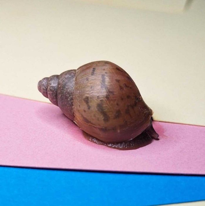 Achatina achatina ślimaki