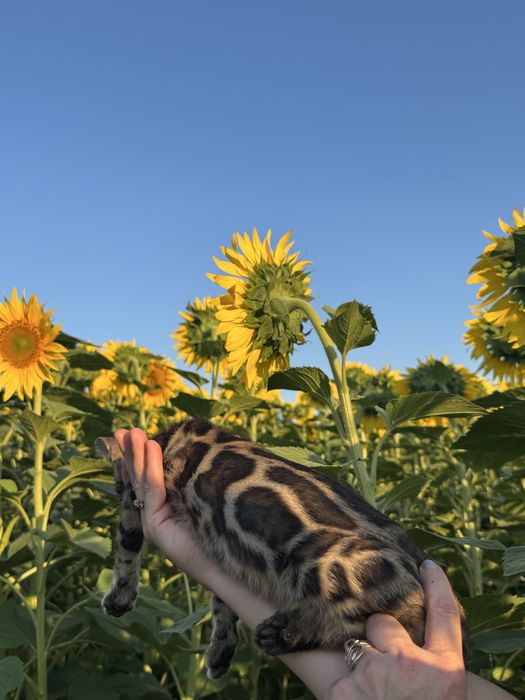 Бенгпльские котята