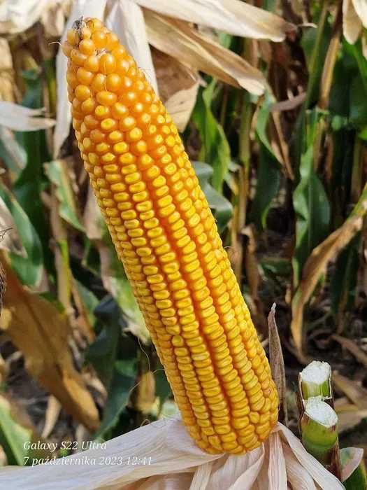 Kukurydza CEGRAND ziarno FAO 270/280 (80 tys. nasion)