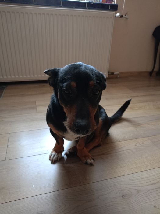 Murzynek szuka domu.