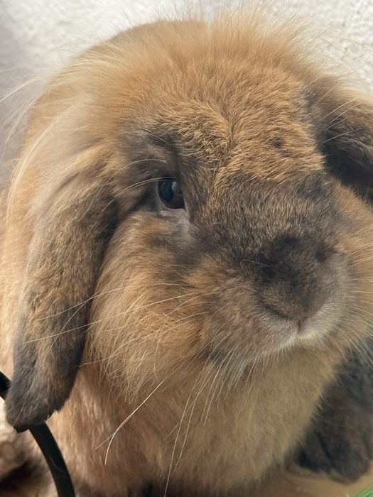 Adopção de coelho belier