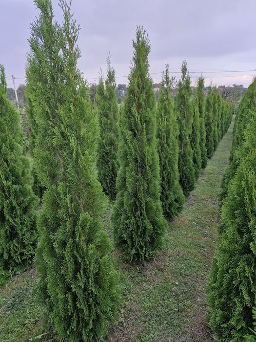 Продам туї  "Смарагд"