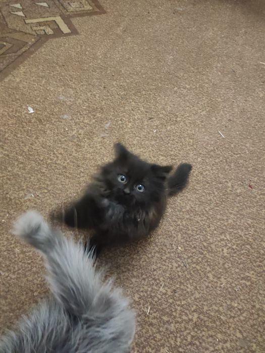 Віддам кошенят в хороші руки