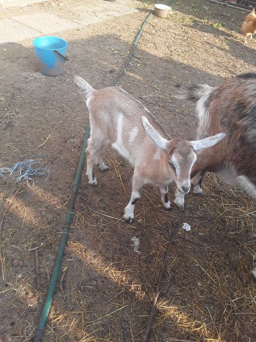 Продам молоду кізочку