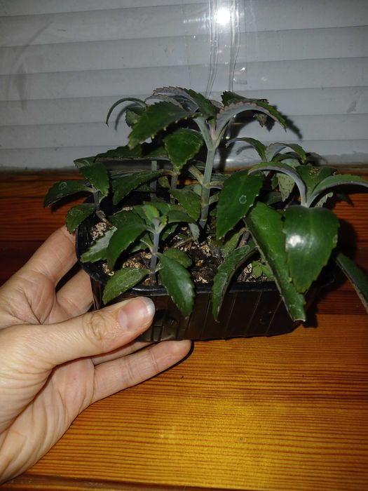 Лечебное каланхое, рассада, детки каланхоэ