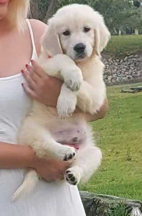 Golden Retriever
