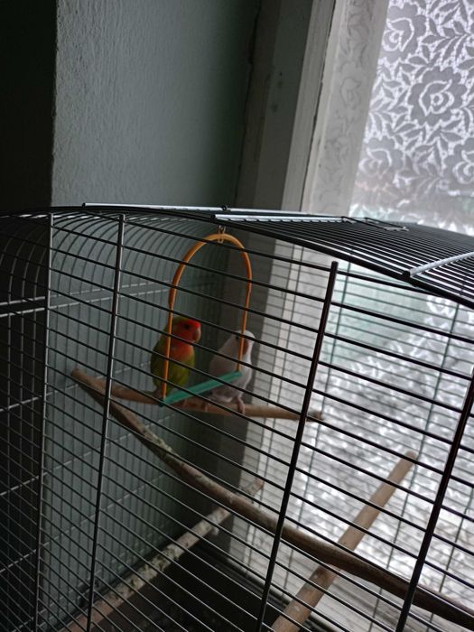 Sprzedam parę papug nierozlaczek