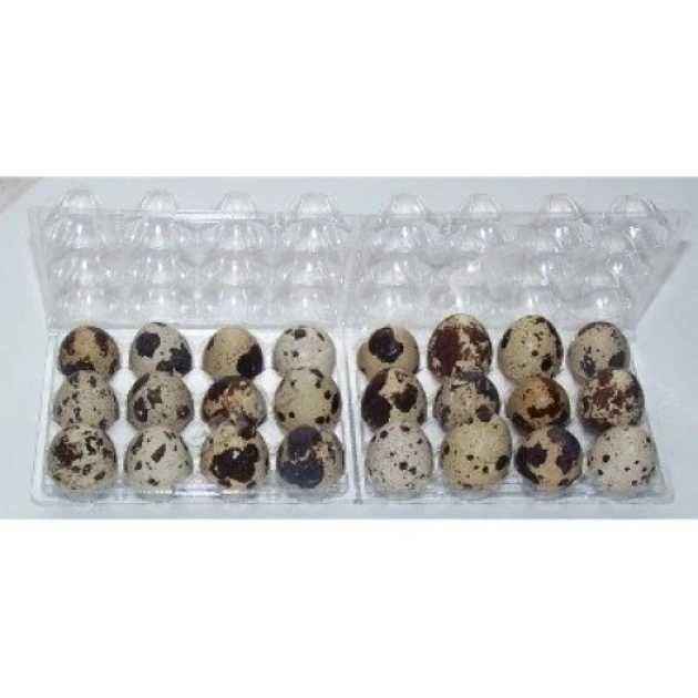 Ovos de Codorniz gigantes