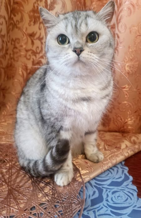 Скоттіш страйт дівчинка ns 24 .WCF . документи