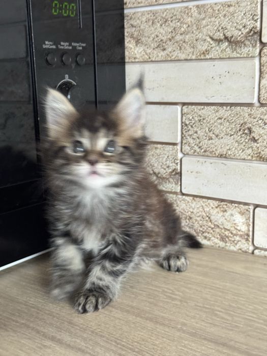 Продам( Торг ) котенка мейн-кун( девочка, черепаха) гентесты