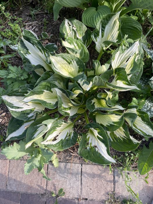 Złocień właściwy,byliny wieloletnie