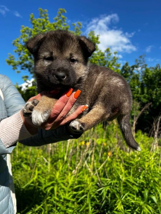 Щенки щеночки цуценята