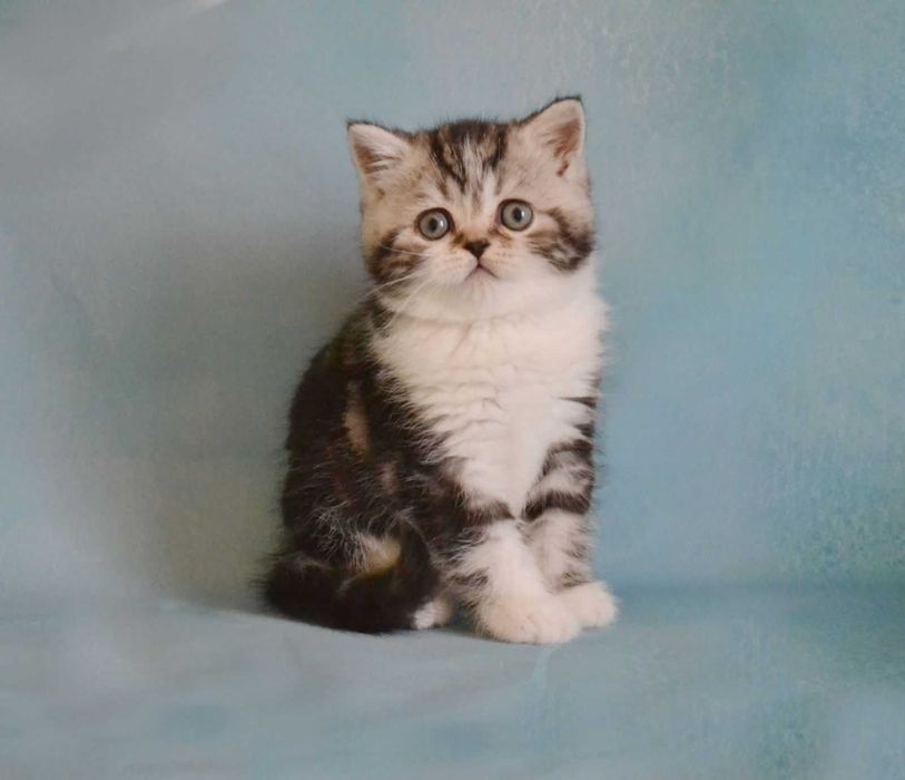 Шотландські мармурові хлопчики Лорд та Лучик