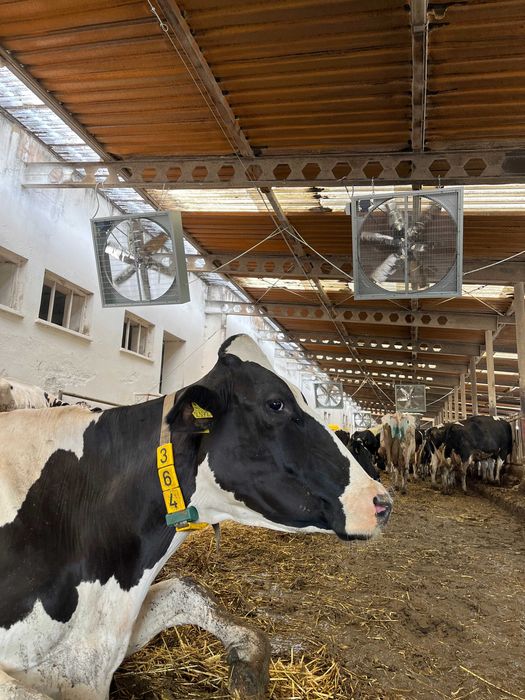 Wentylator 140 cm TK1 do obory, kurnika, chlewni, przemysłu mieszacz