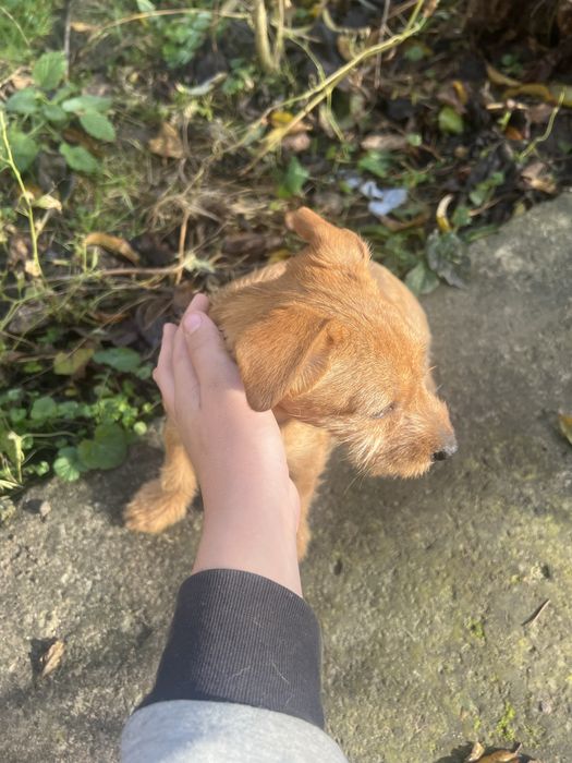 Дві дівчинки джек расел (бородаті)