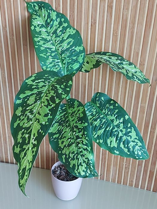 Дифінбахія Cheetah