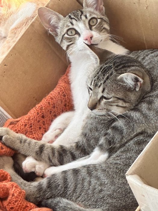 Dois gatinhos de 4 meses para adoção