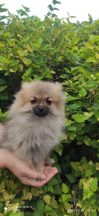 Pomeranian, Szpic miniaturowy.