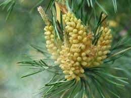 Pyłek sosnowy czytaj ogłoszenie