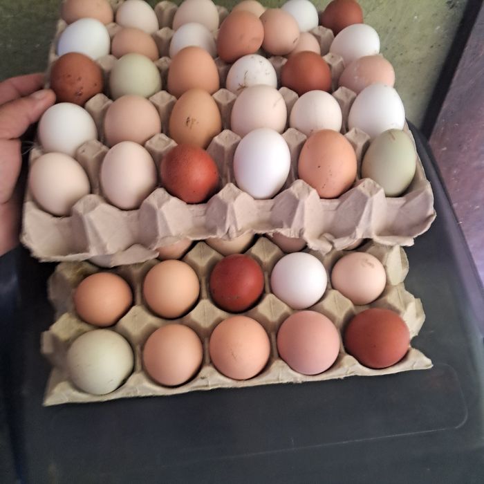 Jaja legowe mix ras