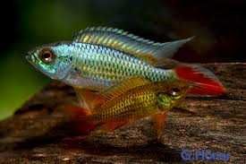 Apistogramma agassizii "Alenquer"
