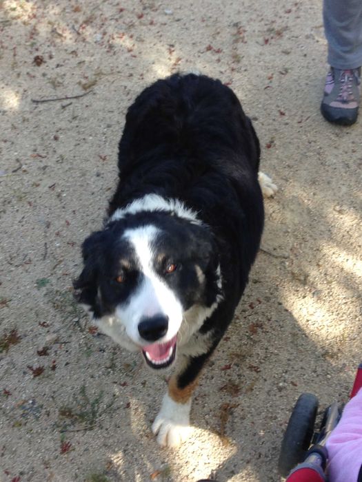 Border Collie Fêmea Castanha e Branca