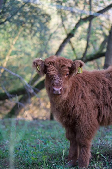 Krowy szkockie Jozefow k. Otwocka krowa highland cattle