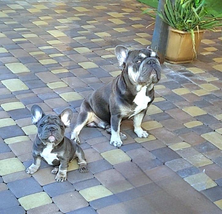 Gorgeous BigRop puppy Lilac tan!