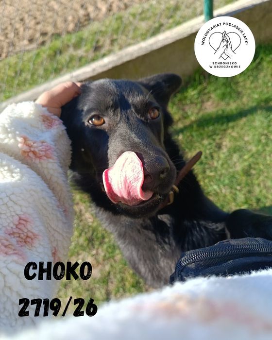 Szczeniak Choko szuka domu