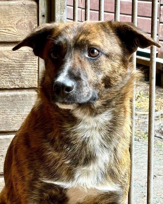 PAŹ - 2-letnia piękność czeka na nowy dom!