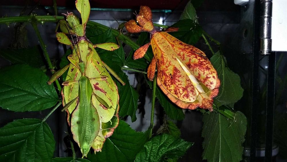 Phyllium Liśćce kilka gatunków