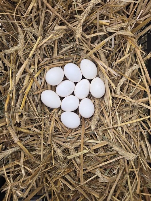 Jaja Lęgowe Kochin, Marans, Silka, Liliputki