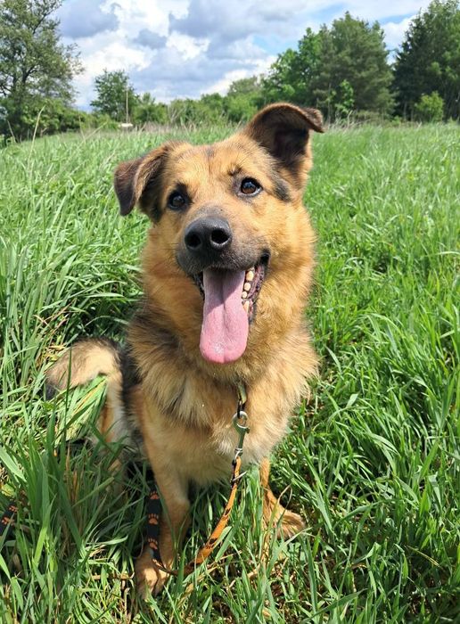 Suchar do pilnej adopcji!