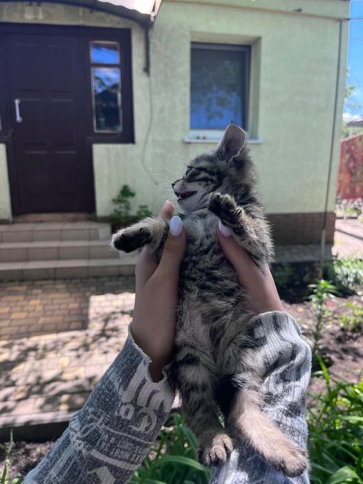 Віддам котят в добрі руки!