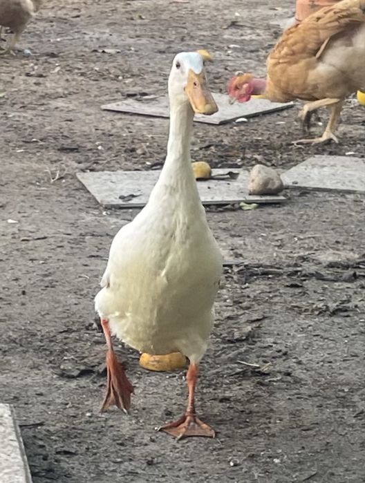 Galos de raça e pato corredor