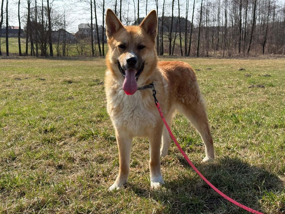 Samiec 2 lat szuka domu