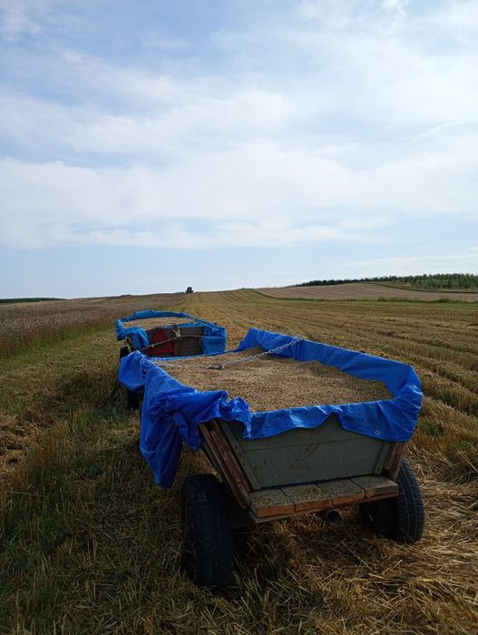 Owies ekologiczny 2025!!