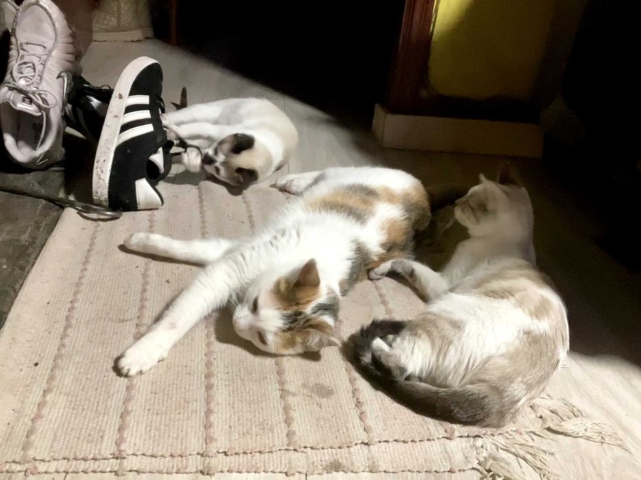 Petsitting e Dogwalking460687619549440003