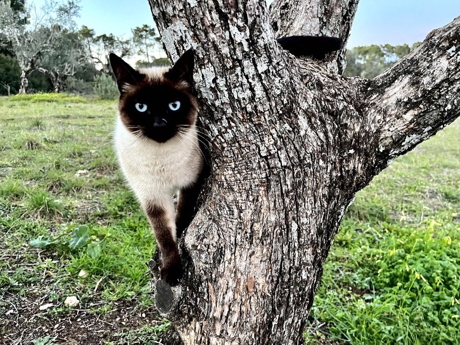 Gatinhos lindos à procura de um lar acolhedor e carinhoso