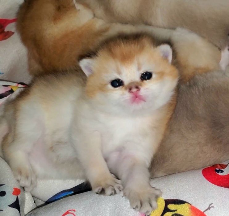 Ручные малыши, котята золотая шиншилла