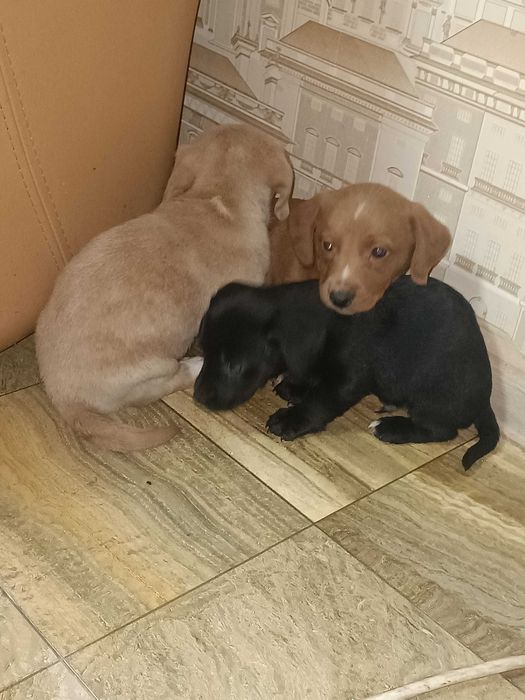 Цуценята такси хлопці