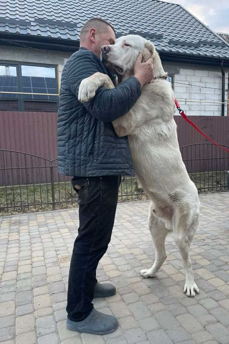 Туркменський алабай 3 міс (САО), крупні, відмінні охоронці