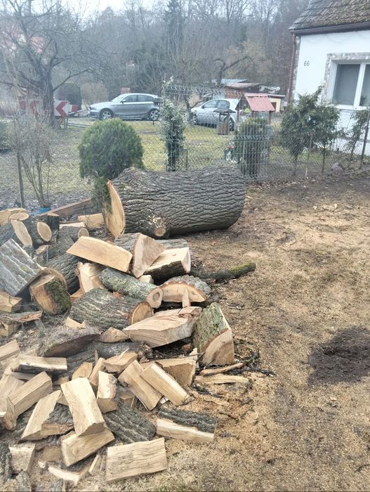 Dąb materiał dobry na dechy