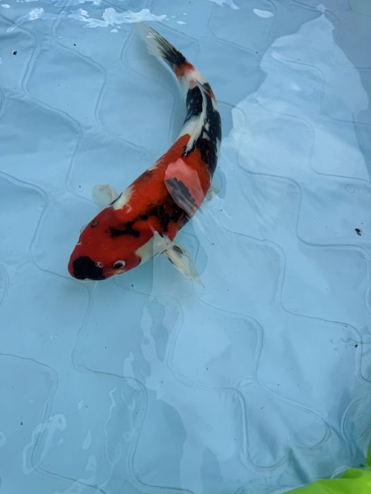 Carpa koi showa .