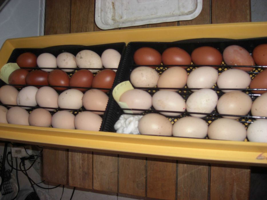 galinhas de ornamento com 10 meses e mais