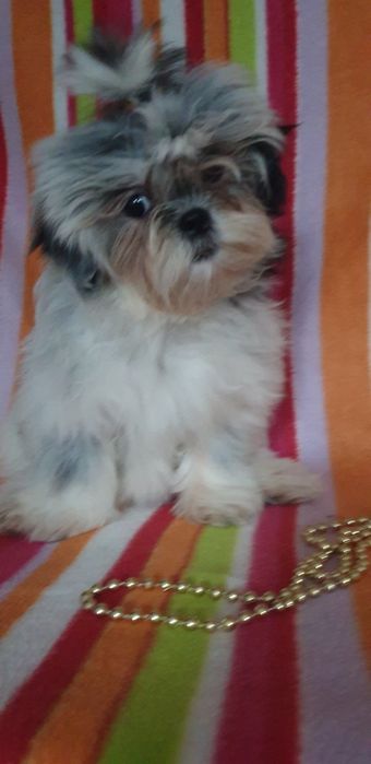 Дівчинка ши-тцу,вік 3 місяці